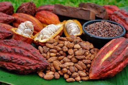 Cacao[1].jpg